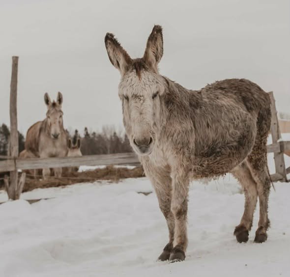 Moka, la doyenne ânesse du refuge