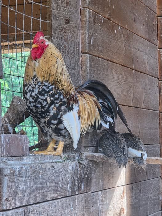 Pantoufle le coq