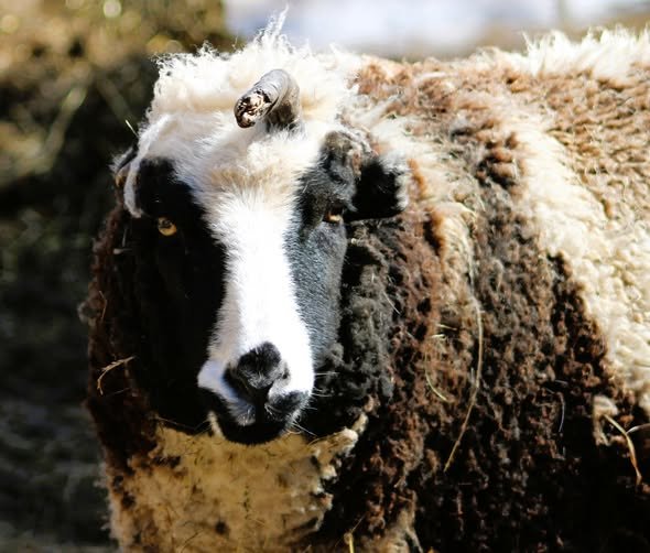 Tricot le mouton